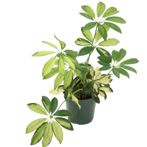 CHEFLERA GOODCAPELLA B09 (20CM)