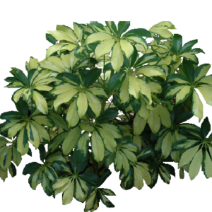 CHEFLERA GOODCAPELLA B14