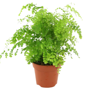 CILANTRILLO