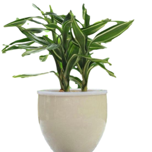 CINTA BAMBOO  SANDERIANA VARIEGADA M14 (15CM)