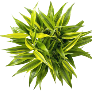 CINTA  SANDERIANA VARIEGADA M14 (15CM)