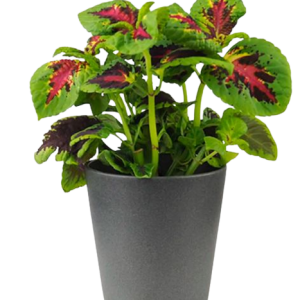 COLEUS