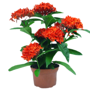 CORAL ROJO B14 (40CM COSTEÑO)