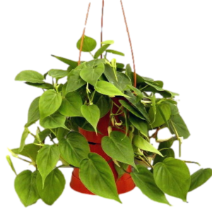 CORAL ROJO B24 (60 A 1MTR)