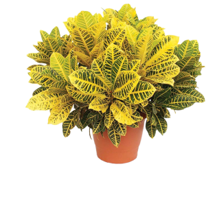 CROTO AMARILLO B50-B70