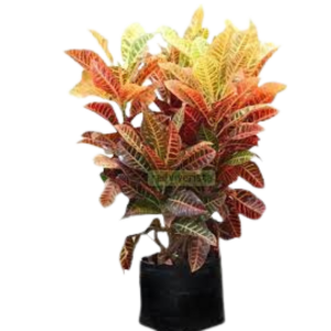 CROTO HIBRIDO B50-B70