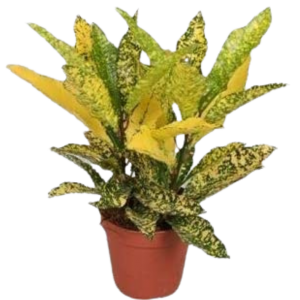 CROTO VICTORIA AMARILLO B14