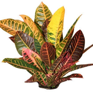 CROTO VICTORIA B50-B70