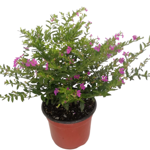 CUPHEA MORADA B08 (10CM)