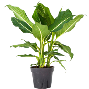 DIEFFENBACHIA O CHUCHA B20