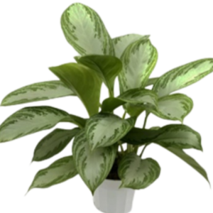 DOLLAR GIGANTE B14 (50CM)