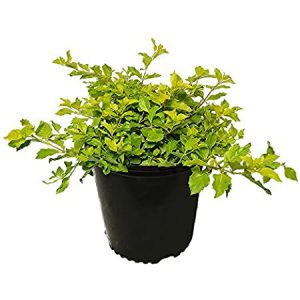 DURANTA LIMON B09