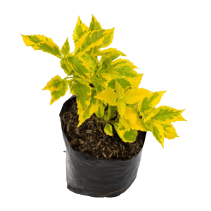 DURANTA VARIEGADA BO7