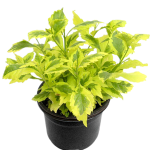 DURANTA VARIEGADA BO9