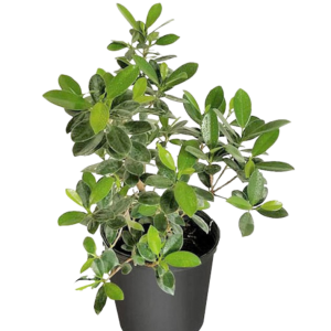 FICUS EXOTICO M14