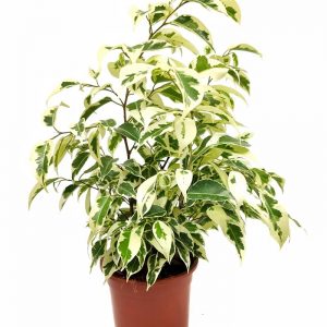 FICUS VARIEGADO B14 (1MTRS) PERUANO
