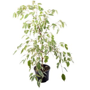 FICUS VARIEGADA PERUANO B20