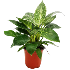 FILOENDRO BIRKIN B14