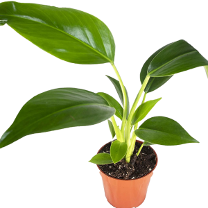 FILODENDRO CONGO VERDE B14