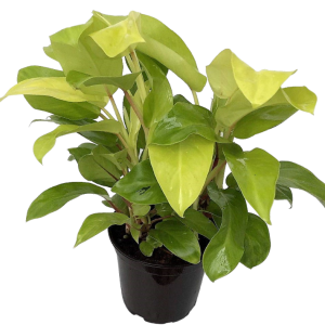 FILODENDRO LIMON B14 (60CM)