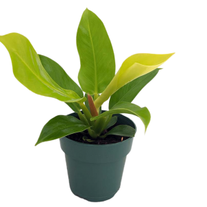 FILOENDRO MOONLIGHT B50