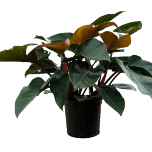 FILODENDRO ROJO RED KIN B14