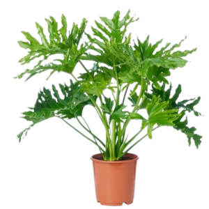 FILODENDRO SELLOUM F B14