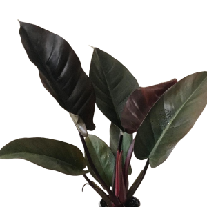 FILODENDRO CONGO NEGRO B30