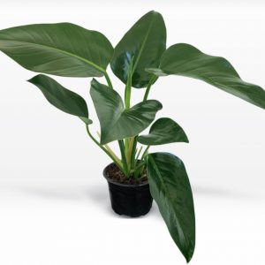 FILODENDRO CONGO VERDE B50