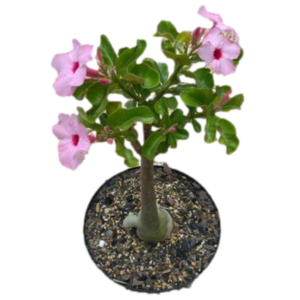 FLOR DEL DESIERTO B10 / ADENIUM
