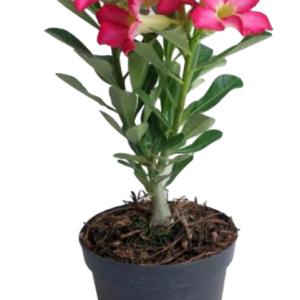 FLOR DEL DESIERTO M20 N.2