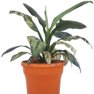 GARZA SENSACION VARIEGADA B20