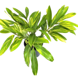 GINGER VARIEGADA B14 (40CM)