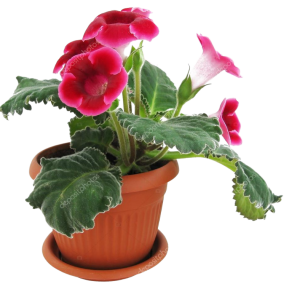 GOTELIA (TORENIA) B8