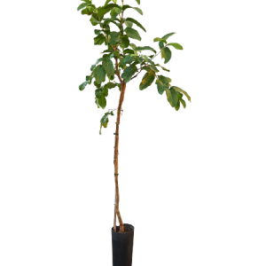 GUAYABA MANZANA PROF B8X16 (60CM) VERDE