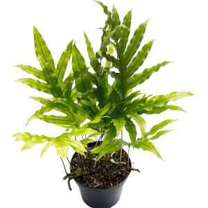 HELECHO COSTEÑO B14 (40CM)