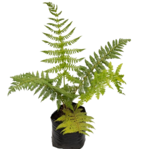 HELICONIA ENANA B10 (30CM)