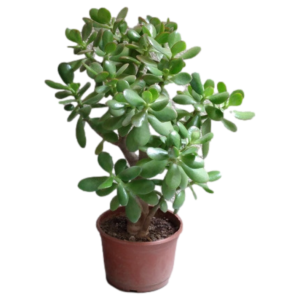 JADE HEMBRA M6
