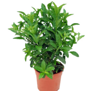 JAZMIN DE NOCHE SANDALO B-10