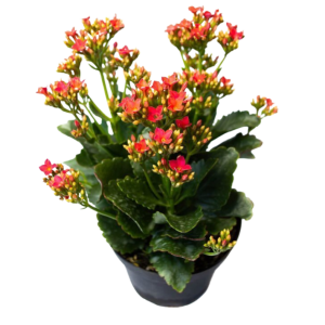 KALANCHOE