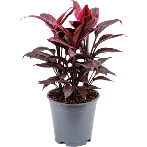 LENGUA DE DRAGON B14