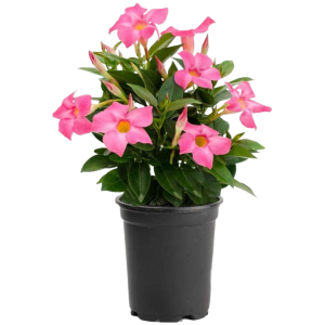 MANDEVILA ROSADA B14