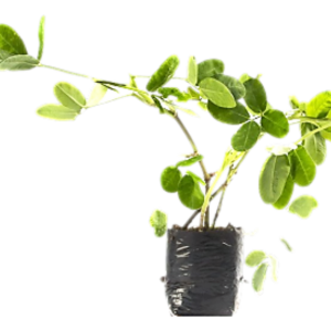 MANI FORRAGERO B08 (10CM)