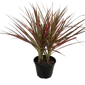 MARGINATA TRICOLOR B14 (95CM)