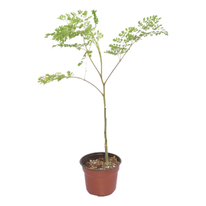 MORINGA ARBOL