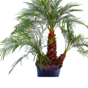 PALMA ROBELINE X 1 TALLO B70