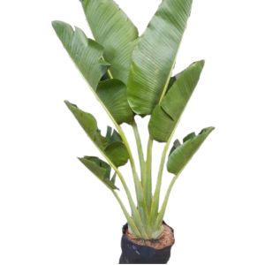 PALMA DEL VIAJERO B20X18