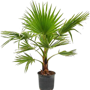 PALMA WASCHINTONIA B20