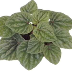 PEPEROMIA