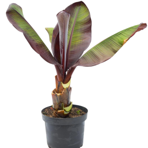 PLATANO ORNAMENTAL VERDE/MORADO